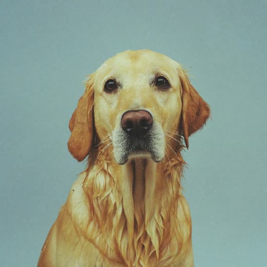 A golden retriever with a wet freshly washed coat on a pale blue backdrop